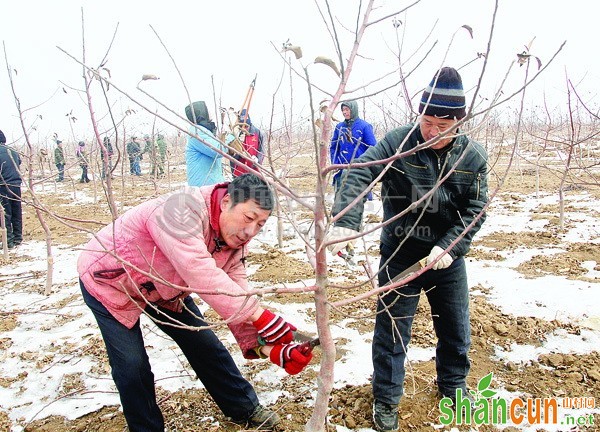 寒冬修剪苹果树