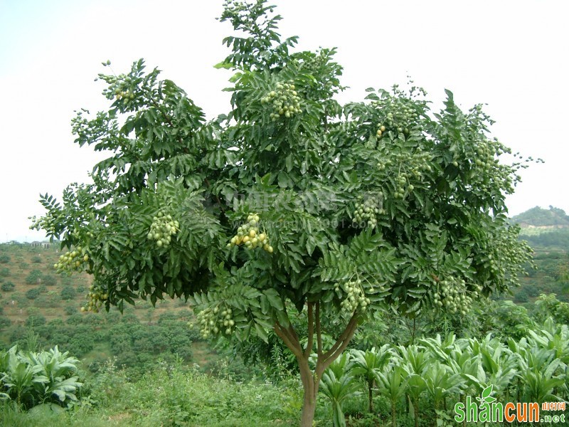 哪些农药果树不能用