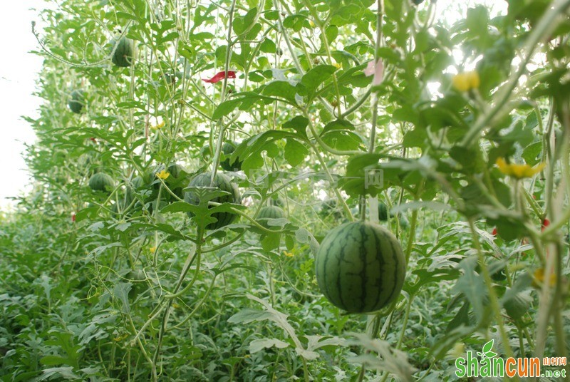  大西瓜种植技巧