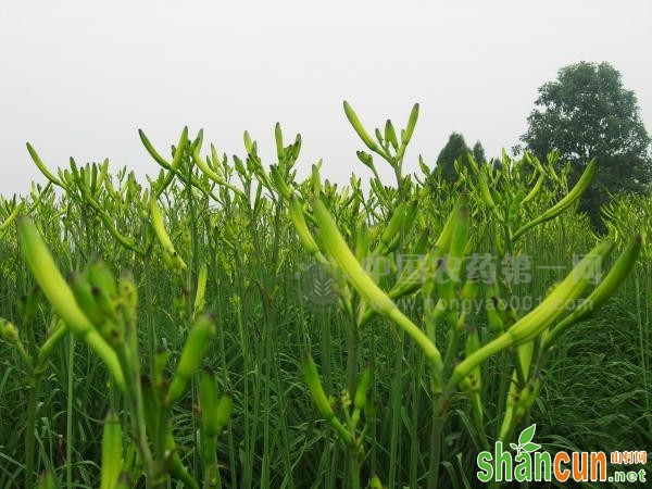 黄花菜种植