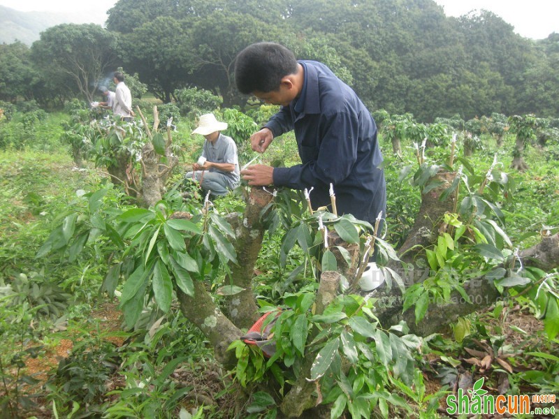 荔枝高接换种