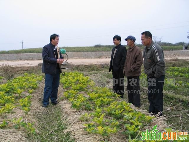 如何做好白菜移栽施肥用药