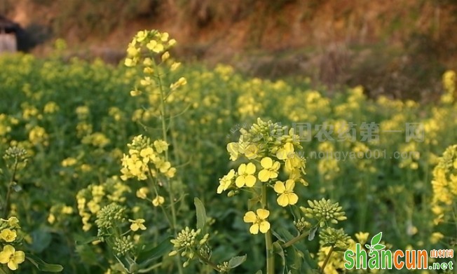 油菜花期