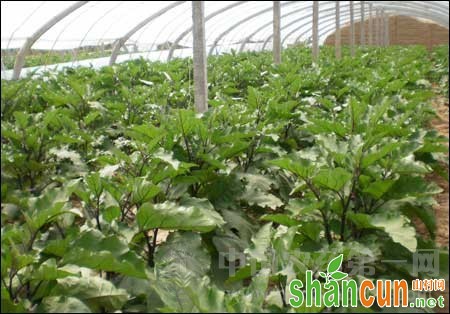 温室茄子栽培技术