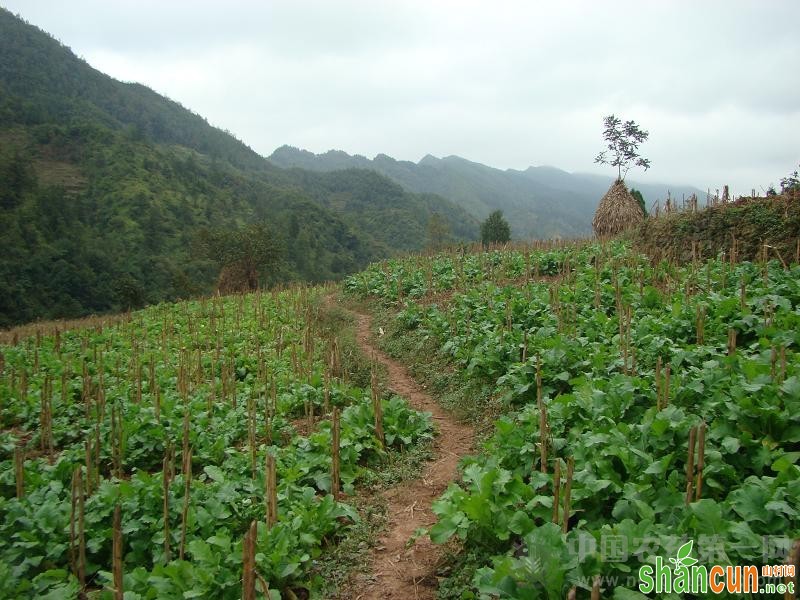 萝卜种植