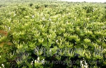 金银花种植技巧