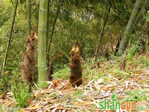 毛竹笋怎样种植高产