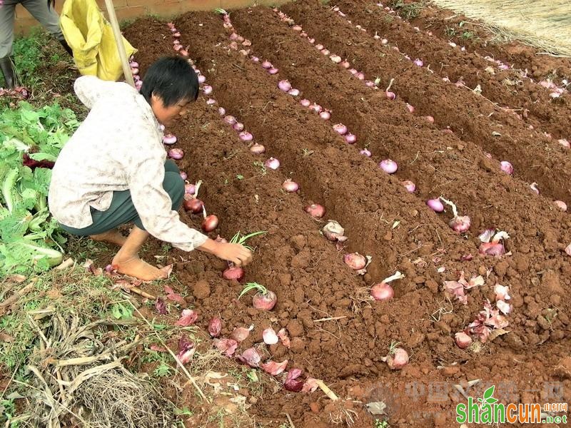 洋葱种植