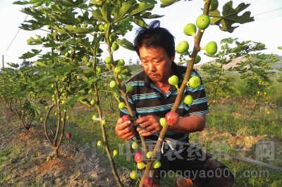 无花果种植