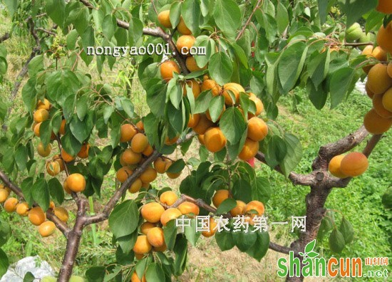 杏树种植