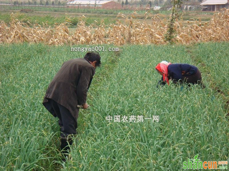 四季蒜苗种植技巧