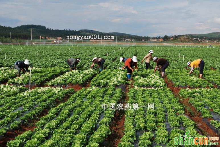 生菜露地栽培技巧