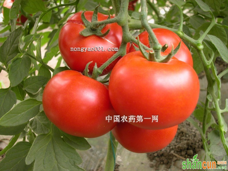 番茄果实大小一致技巧