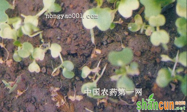 青花菜猝倒病防治措施