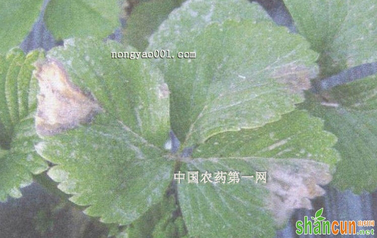 青花菜灰霉病的病状和防治方法