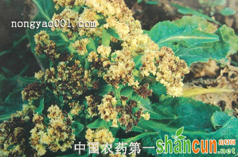 青花菜缺素症的病状和防治方法