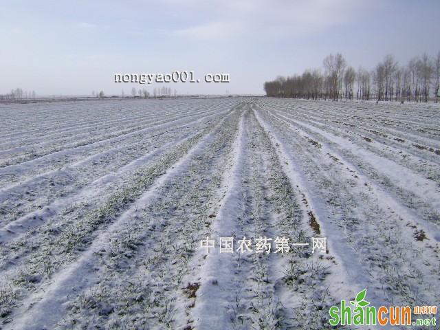 黄淮地区冬小麦冬季如何管理