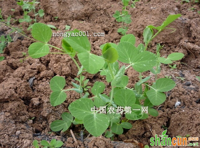 豌豆苗生长期应增施磷钾肥