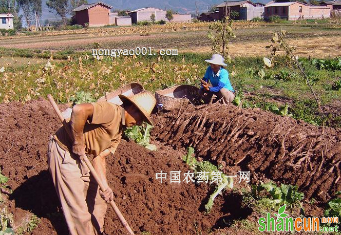 山药的无公害田间管理方法