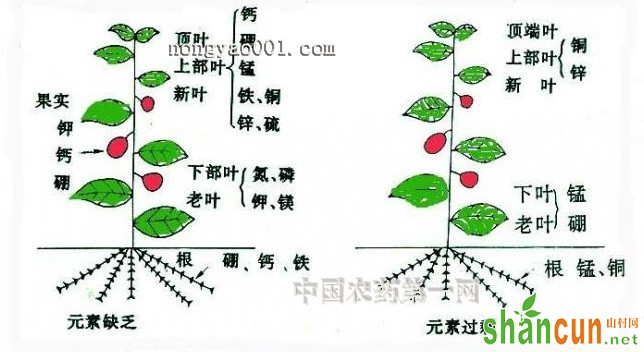 花草常见的“缺素症”图示