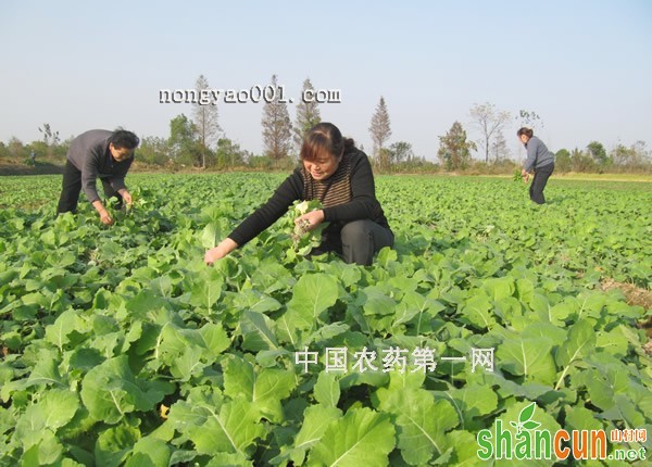 油菜冬春田间管理