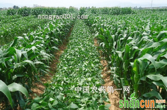 玉米套种大豆的苗期管理措施