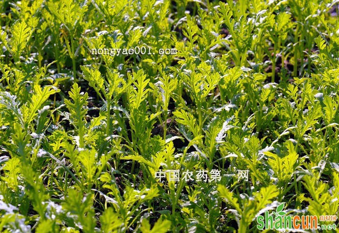 茼蒿的种植方法