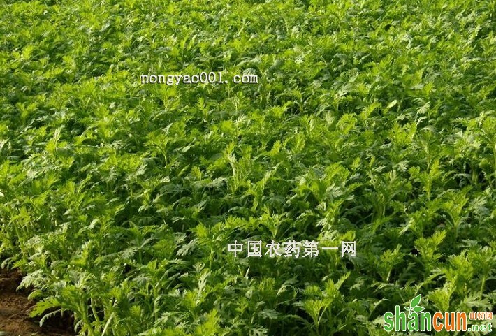 茼蒿密植的注意事项