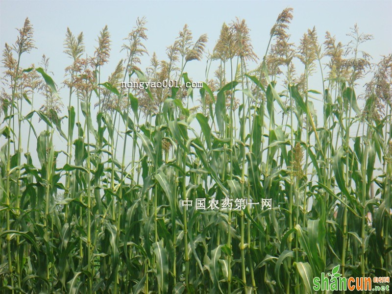 芦稷无公害高产栽培技术