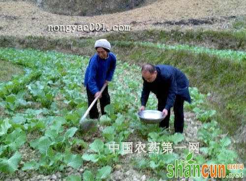 开春后油菜需追肥