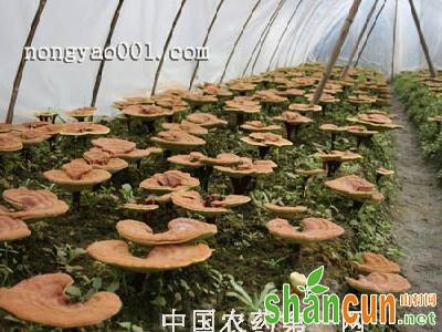 食用菌补水注意事项