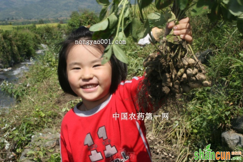 花生适时收获与留种技巧