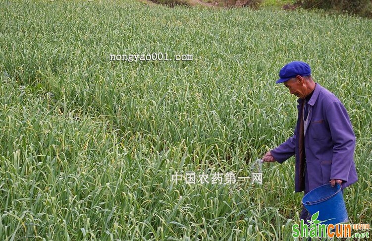 大蒜的施肥技术