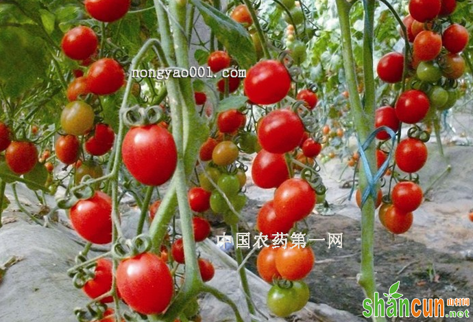 秋番茄的种植管理技巧