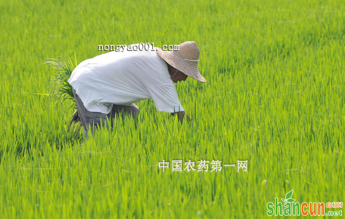 稻田化学除草的一些技术知识