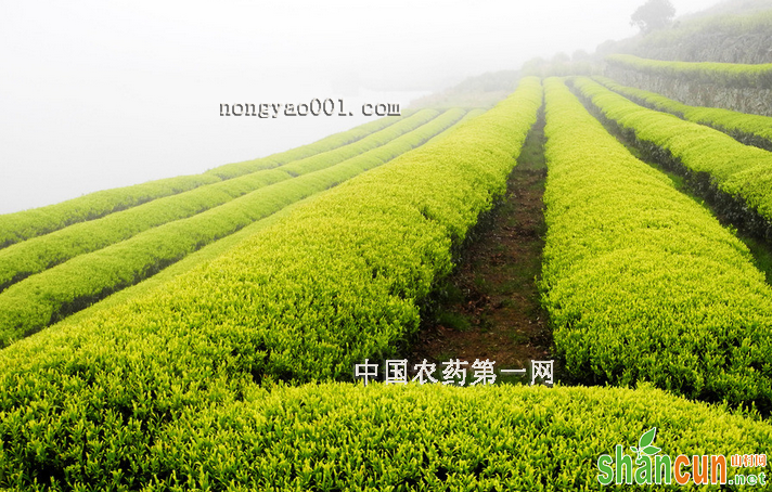 秋冬茶园的种植管理技术