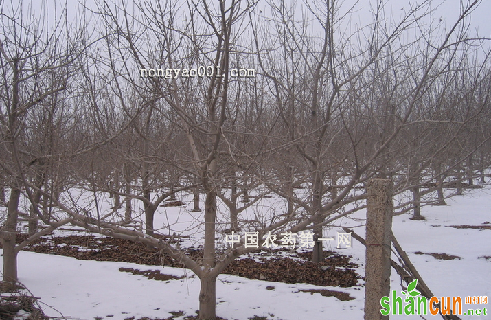 冬季苹果园的管理技术的一些细节