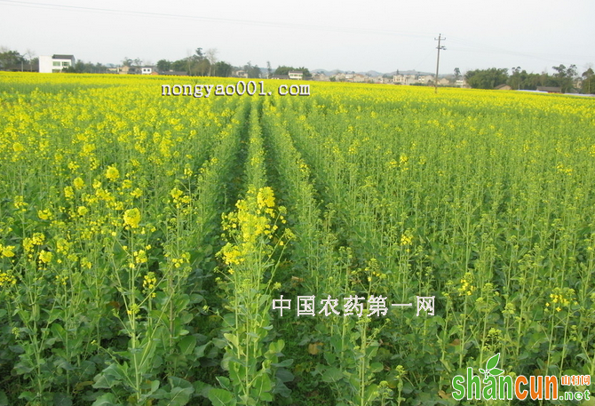 油菜苗的种植栽培技术