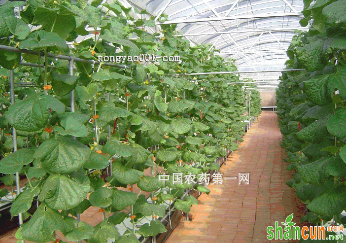 温室水果黄瓜的高产栽培技术