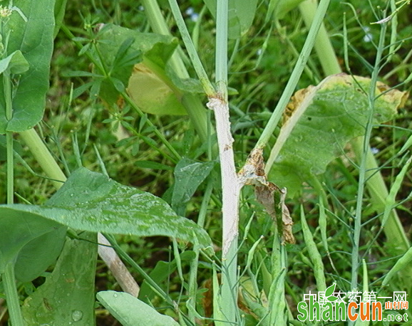 油菜菌核病