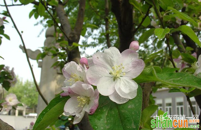 苹果树春季