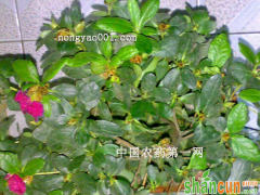 杜鹃花花蕾干枯