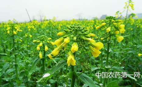 北方春油菜防后期脱肥