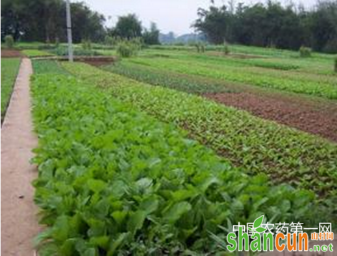 蔬菜化肥施