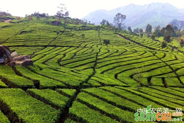 茶园夏初管理技术