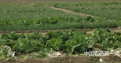 沼液、沼渣在大白菜上的应用