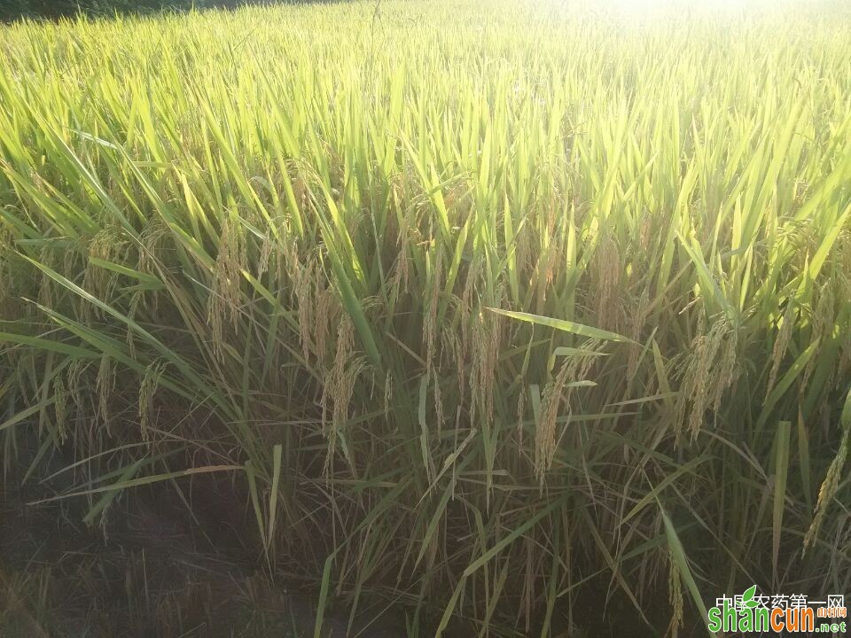 水稻直播栽培大田管理