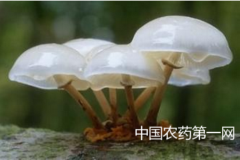 苹果渣栽培蘑菇