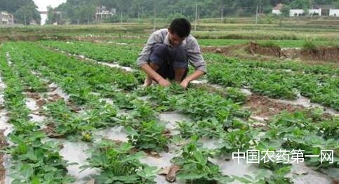 花生后期田间管理技巧