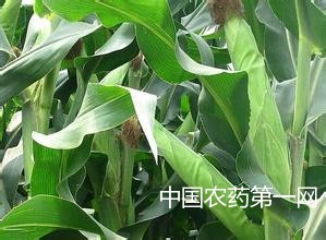 黄淮海地区：夏播玉米技术指导意见